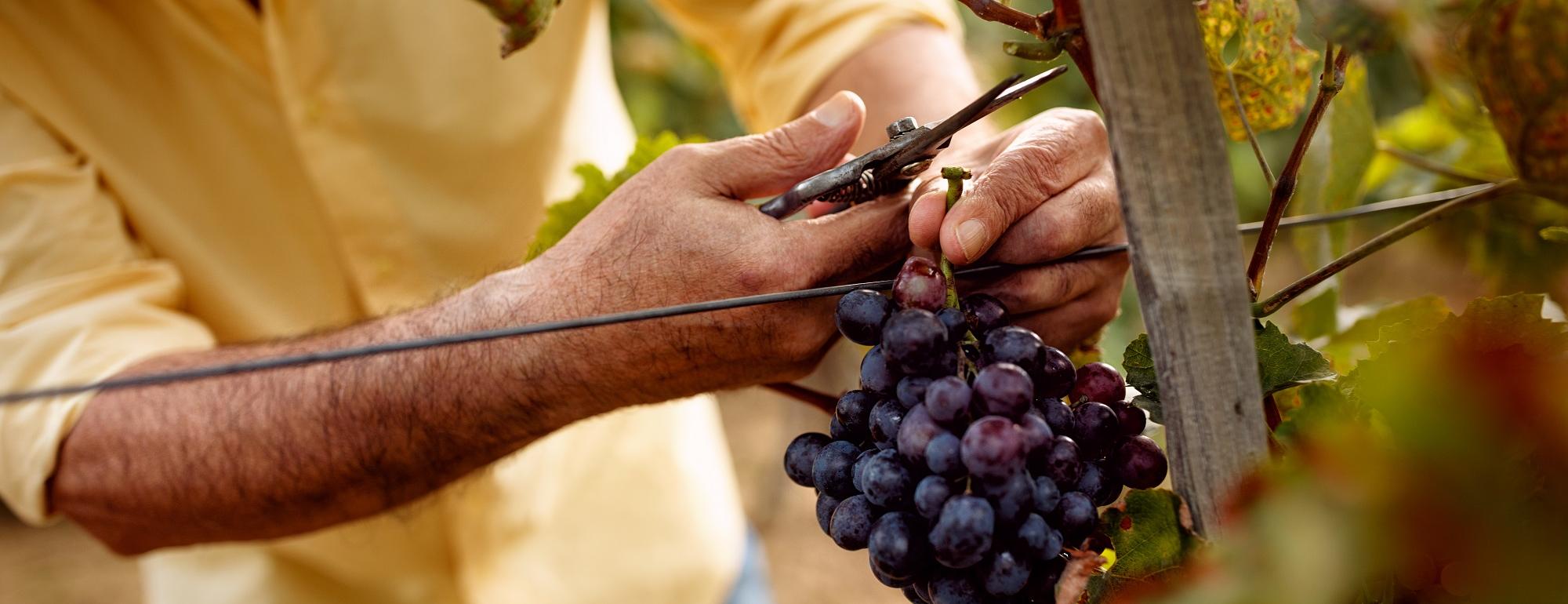 Hands harvesting grapes