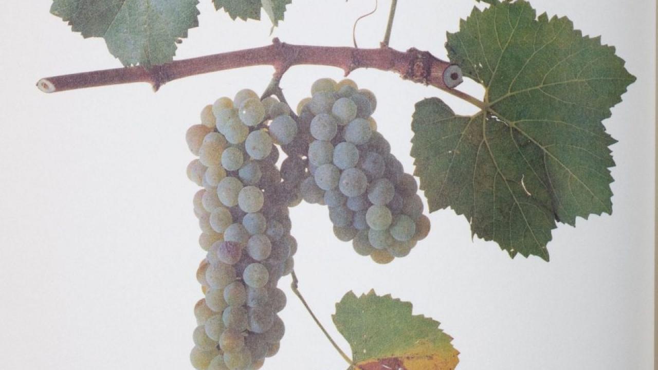 Drawing of grapes