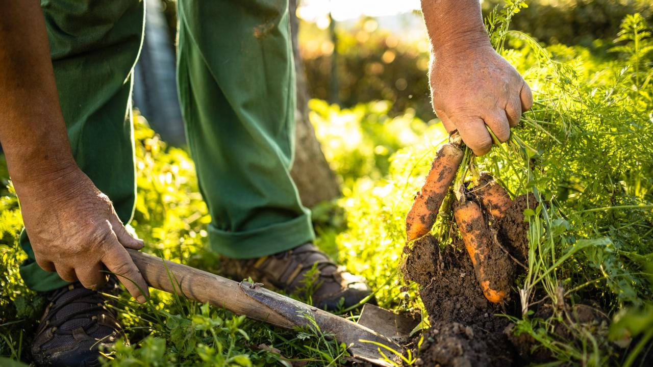 Farming digging up carrots