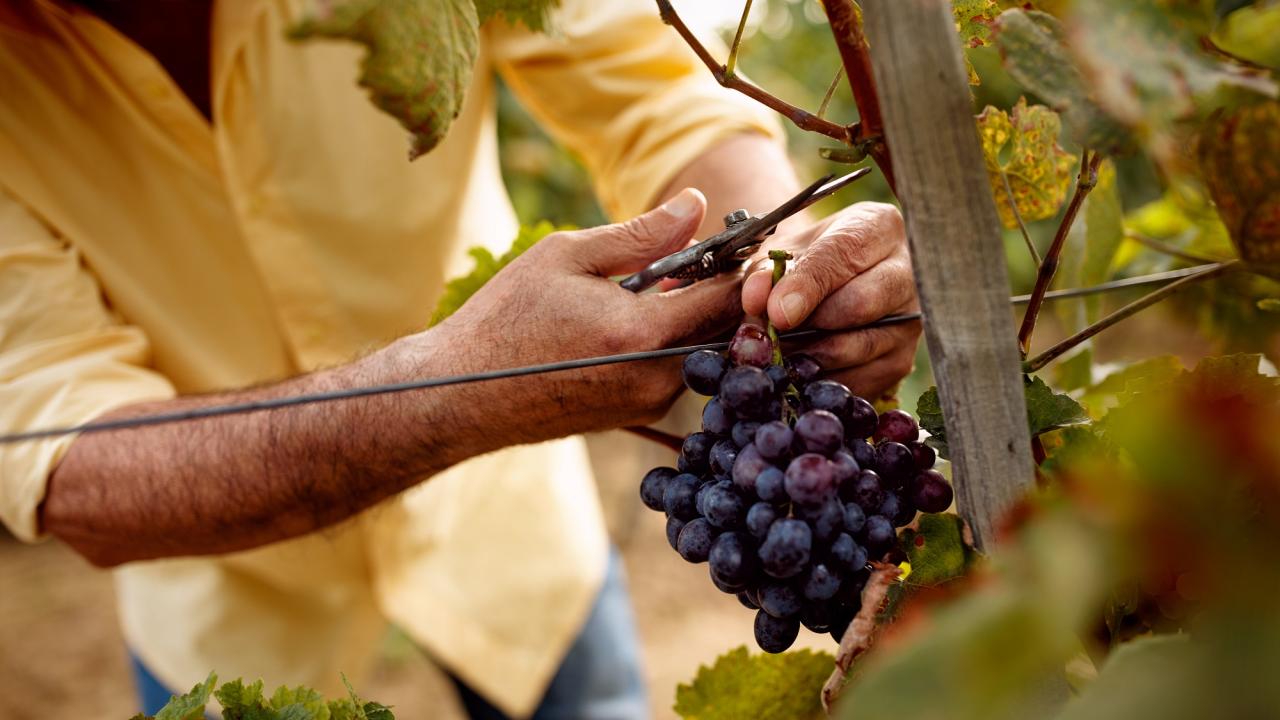 Hands harvesting grapes