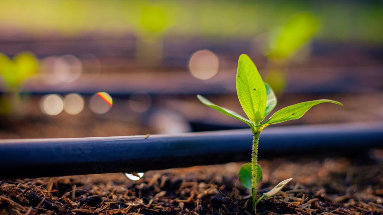 Seedling and drip irrigation