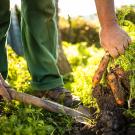 Farmer diggin up carrots