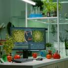 Food tech bench with vegetables, microscope, monitor, etc