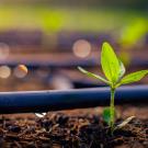 Seedling and drip irrigation
