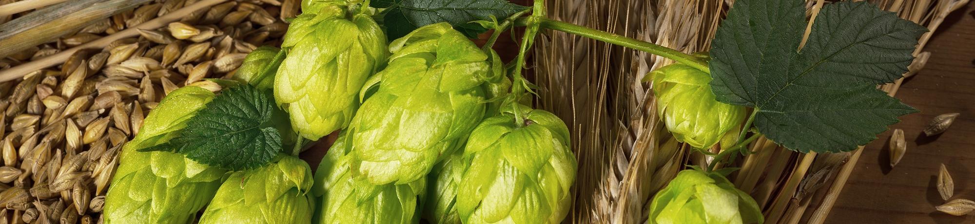 Barley & hops