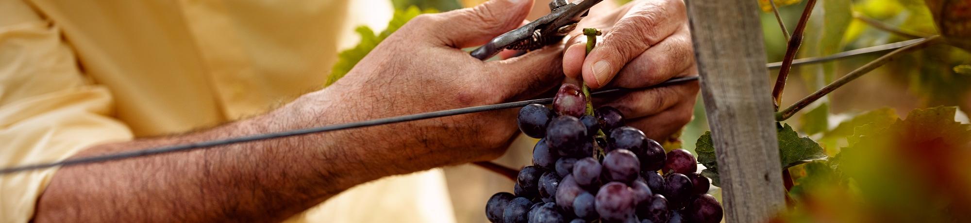 Hands harvesting grapes