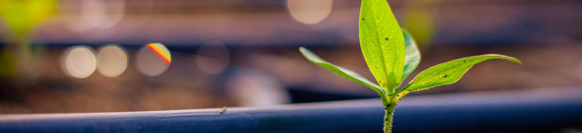 Seedling and drip irrigation